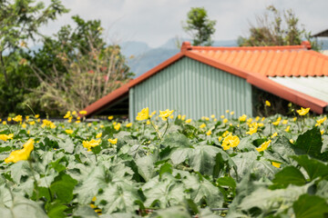 yellow flowers of loofah farm