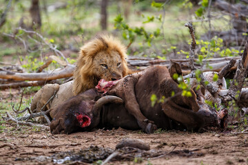 Lion male eating from a buffalo kill in Sabi Sands Game Reserve in the Greater Kruger Region in...