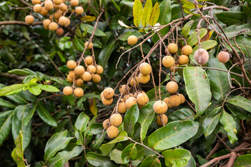 fruits of logan in the trees