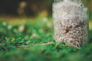 Obraz premium mushroom culture In bottle for growing mushrooms.