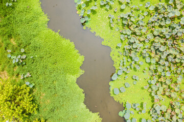 pond of lotus farm