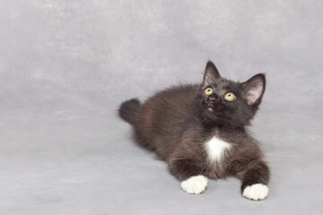 Fototapeta premium Black kitten on a gray background