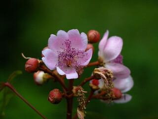 Fototapeta na wymiar Bixa orellana or Achiote flower used for natural food coloring