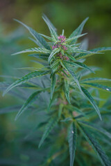 Wild cannabis Bush growing in the field.