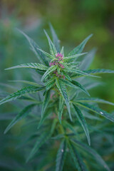 Naklejka na ściany i meble Wild cannabis Bush growing in the field.