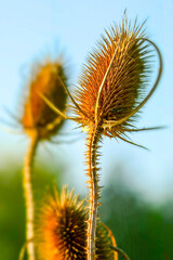 Obraz premium Forest villi, heads with seeds, dry plant against the blue sky, mode lighting.