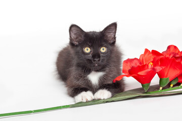 young black and white cat portrait with red flowers