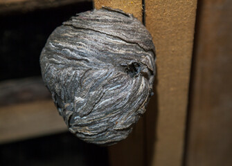 View of a round abandoned hornet's nest in the attic of a country house.