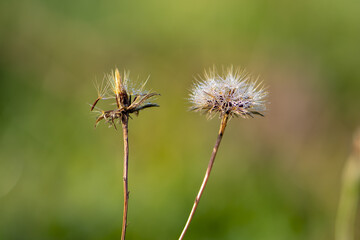 Two dried autumn dandelions with dew drops, selective focus. Concept: together until the end of their days, joint old age.