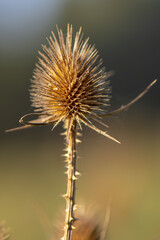 Villi bristle dried flower, ( fuller's villi), a dry plant on a neutral background.