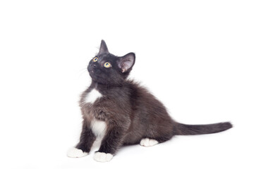 Black kitten  isolated on a white background
