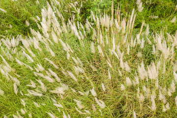 wild sugarcane grass