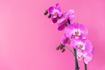 Fototapeta na wymiar Close up of Phalaenopsis orchid flower on pink studio background. Floral greeting card or screen saver
