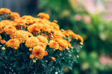 Orange chrysanthemum flowers - obrazy, fototapety, plakaty
