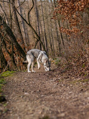 Wolf puppy in woods