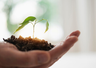 Close up of man's hand holding seedling