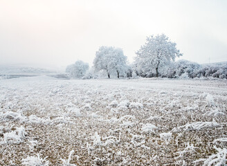 beautiful frozen winter landscape with frosty trees