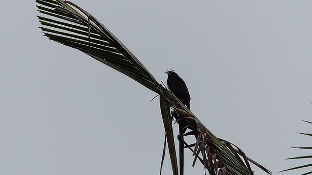 White-vented Myna bird on leaves of cocona tree