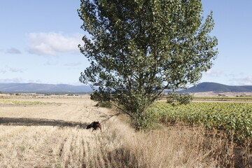 Rastreo Braco Alem&aacute;n