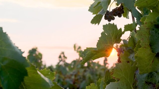 Beautiful sunset on vineyard in Europe, Spain. Harvesting grapes season in vineyard. Beautiful bunches of ripe blue wine grapes on sun beams. Autumn harvest. Plantation of vines.