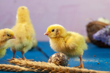tiny quail chicks that just hatched from an egg