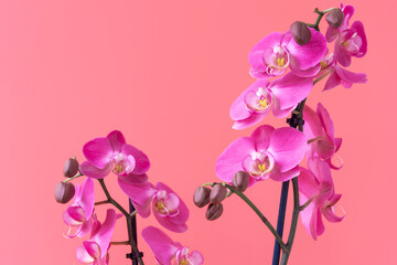 Beautiful branches of orchid flowers on pink studio background. Greeting card for Women's Day
