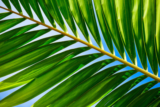 Sunlight in palm leaf