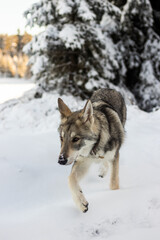 Wolf in snow