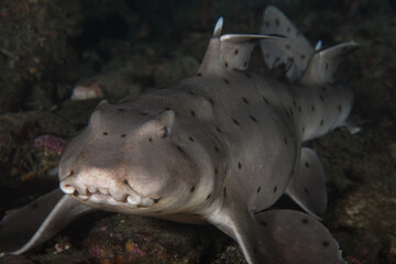 Heterodontus francisci, Horn Shark