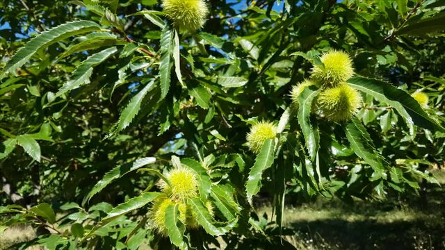 Sweet chestnuts in husks growing on brunches of chestnut tree