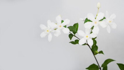 Naklejka na ściany i meble A bunch of white Wrightia flowers with a few leaves on grey background
