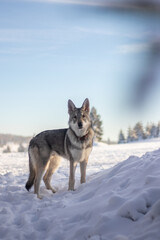 Fototapeta na wymiar Wolf in snow