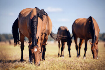 Horses grazing in the field. Rural landscape.