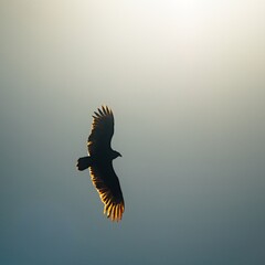 Black Vulture in Sun Lit Blue Sky