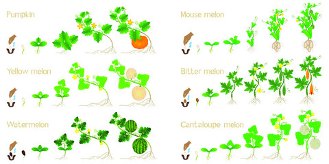 Set of growth cycles of agricultural crops on a white background.