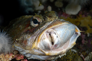 Red Irish lord, Hemilepidotus hemilepidotus eating a Spotted Ratfish, Hydrolagus colliei