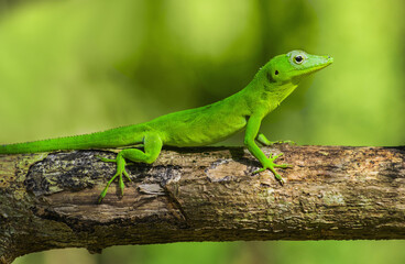 Green gecko on branch