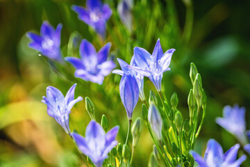 Bluebell flowers in the sunlight
