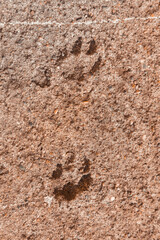 Two tracks of a dog or cat on the background of a cement-concrete floor. Abstract texture of an animal's footprint.