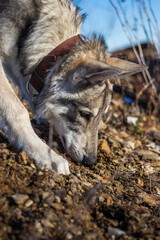 Wolf sniffing