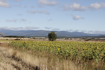girasoles