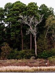 Dead Tree with Green Background