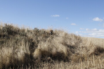 Rastreo Braco Alem&aacute;n