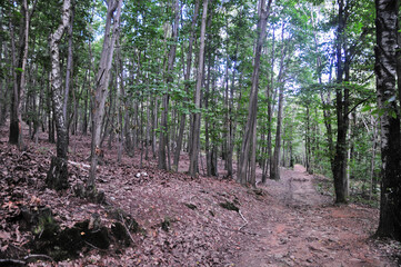 Foresta della Serra Morenica fra Torrazzo e Donato - Biella