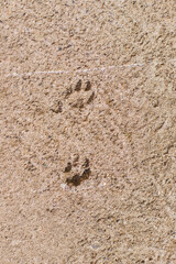 Two tracks of a dog or cat on the background of a cement-concrete floor. Abstract texture of an animal's footprint.
