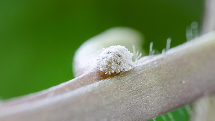 Macro of mealybug with black spot on the side position horizontal closeup on the plant stem isolated in blurred green background.