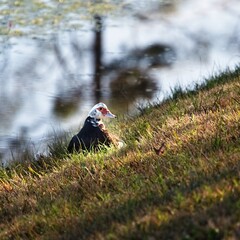 Female Duck Sitting by Pond