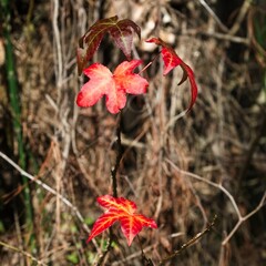 Four Fall Red Leafs in the Woods