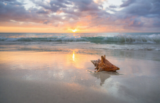 Conch shell on beach
