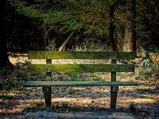 Old Wooden Bench in Woods 2
